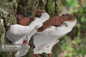 Attēlu rezultāti vaicājumam “Ganoderma applanatum”