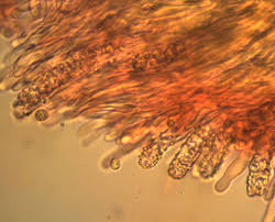 Attēlu rezultāti vaicājumam “Steccherinum bourdotii”
