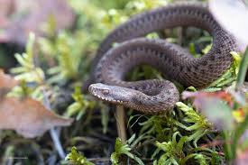 Attēlu rezultāti vaicājumam “Vipera berus”