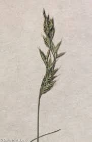 Attēlu rezultāti vaicājumam “Festuca ovina flower”