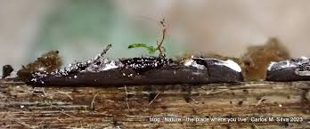 Attēlu rezultāti vaicājumam “Physarum bitectum spores”