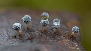 Attēlu rezultāti vaicājumam “Didymium sp.”