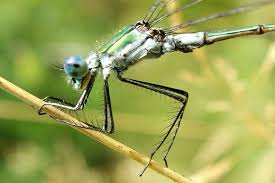 Attēlu rezultāti vaicājumam “Lestes sponsa”