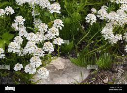 Image result for Schleifenblume