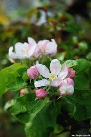 Image result for Rosengewächse