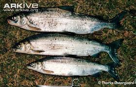 Image result for Coregonus lavaretus