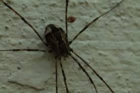 Attēlu rezultāti vaicājumam “Opiliones”