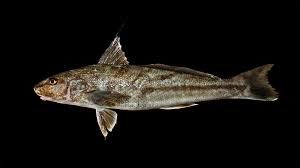 Image result for Menticirrhus americanus