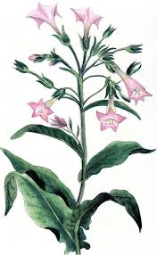 Attēlu rezultāti vaicājumam “Nicotiana tabacum flower”