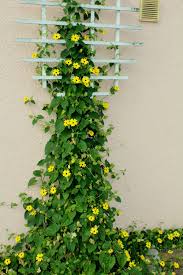 Image result for schwarzäugige Susanne