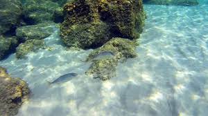 Image result for Chelon dumerili