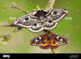 Attēlu rezultāti vaicājumam “Saturnia pavonia”