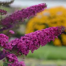 Image result for Buddleja davidii