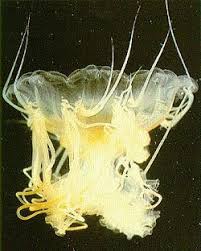 Attēlu rezultāti vaicājumam “Scyphozoa”