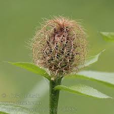 Image result for Centaurea pseudophrygia