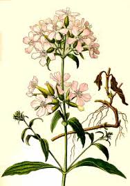 Attēlu rezultāti vaicājumam “Saponaria officinalis”