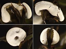 Attēlu rezultāti vaicājumam “Diderma chondrioderma”