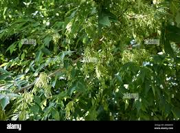 Attēlu rezultāti vaicājumam “Fraxinus pennsylvanica fruit”