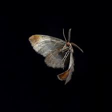 Attēlu rezultāti vaicājumam “Larentia clavaria”