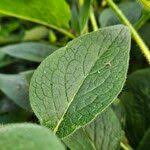 Attēlu rezultāti vaicājumam “Symphytum asperum leaf”