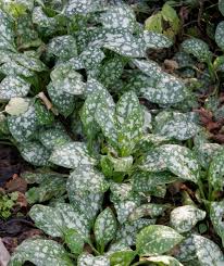 Image result for Lungenkraut