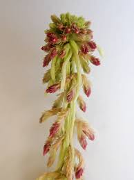 Attēlu rezultāti vaicājumam “Sphagnum quinquefarium”