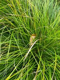 Attēlu rezultāti vaicājumam “Carex caryophyllea leaf”