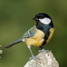 Attēlu rezultāti vaicājumam “Parus major female”