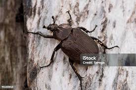 Attēlu rezultāti vaicājumam “Grynocharis oblonga”