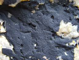 Attēlu rezultāti vaicājumam “Verrucaria hydrela”