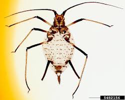 Attēlu rezultāti vaicājumam “Aphis confusa”