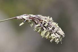 Attēlu rezultāti vaicājumam “Sesleria caerulea flower”