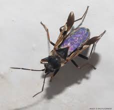 Image result for Rhyparochromus