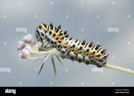Attēlu rezultāti vaicājumam “Papilio machaon larva”