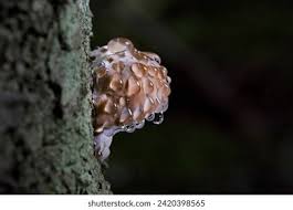 Attēlu rezultāti vaicājumam “Fomitopsis pinicola”