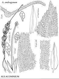 Attēlu rezultāti vaicājumam “Aulacomnium”