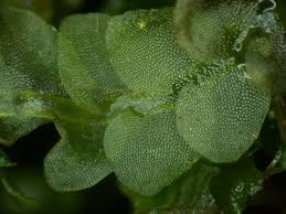 Attēlu rezultāti vaicājumam “Calypogeia muelleriana”