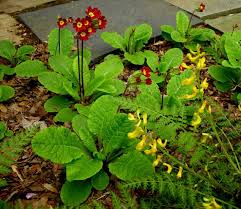 Attēlu rezultāti vaicājumam “Primula x polyantha”