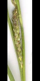 Attēlu rezultāti vaicājumam “Carex hirta female flower”