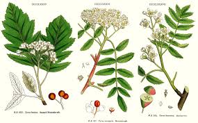 Attēlu rezultāti vaicājumam “Sorbus”