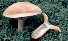 Attēlu rezultāti vaicājumam “Lactarius deterrimus”