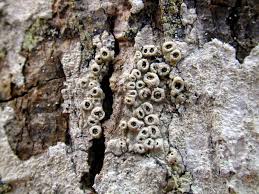 Attēlu rezultāti vaicājumam “Thelotrema lepadinum”