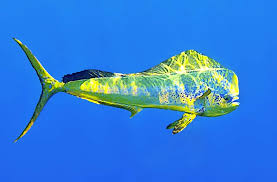 Image result for Coryphaena hippurus