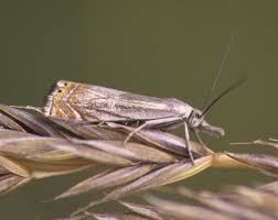 Attēlu rezultāti vaicājumam “Crambus heringiellus”