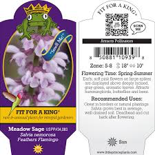 Attēlu rezultāti vaicājumam “Salvia nemorosa leaf”