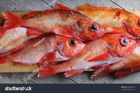 Image result for Sebastes