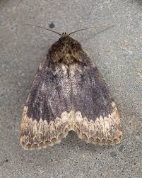 Attēlu rezultāti vaicājumam “Amphipyra perflua”