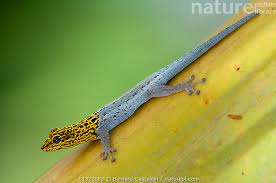 Attēlu rezultāti vaicājumam “Lycogala persicum sessile”