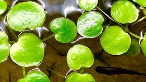 Attēlu rezultāti vaicājumam “Hydrocharis morsus-ranae fruit”