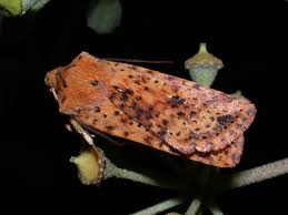 Attēlu rezultāti vaicājumam “Conistra rubiginea”